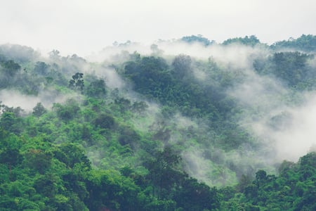 deep-tropical-forest-canopy-tree-and-fog-2022-12-16-02-26-37-utc-scaled